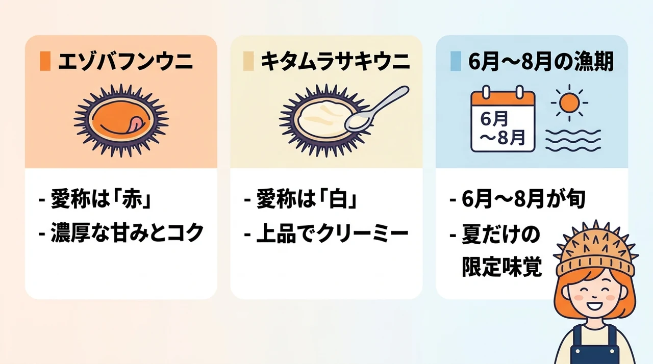 北海道の礼文島と積丹で旬のうにを楽しむ基礎知識の要点をまとめた図解（エゾバフンウニ・キタムラサキウニ・6月〜8月の漁期）